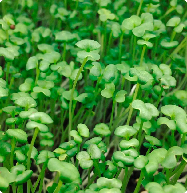 Microgreen Seeds - Mizuna