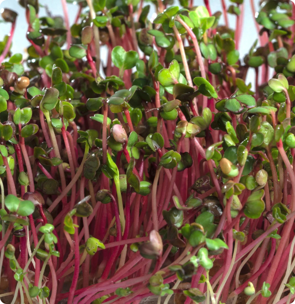 Microgreen Seeds - Radish,  Triton