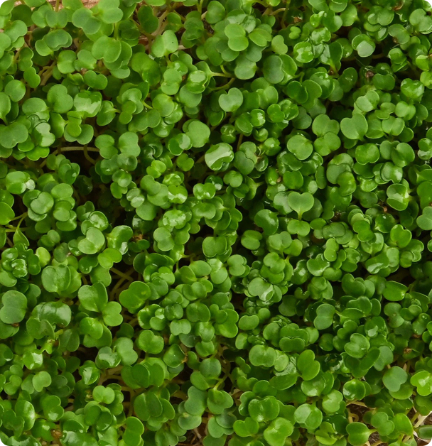 Microgreen Seeds - Arugula  Rocket