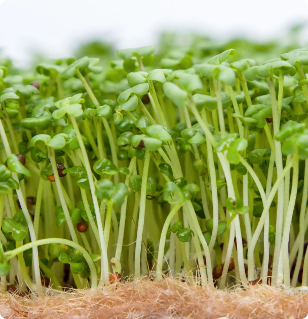 Microgreen Seeds- Mustard,  Yellow